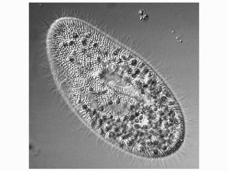 The origin of the nucleus 3. Mitochondria-containing cell engulfs a photosynthetic bacterium. 4.