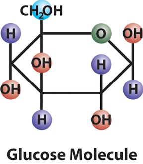 12. One of the products of photosynthesis is glucose (C 6 H 12 O 6 ). Which of the following statements about the production and use of this molecule is false? a. Plants use the energy from glucose to convert nutrients to body tissues and grow larger.