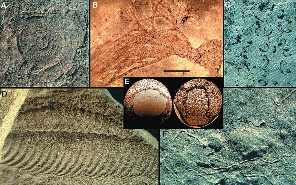 Ediacarans survived into the Cambrian (17), the Cambrian fauna consists predominantly of stem and crown group members of extant bilaterian phyla, along with diverse sponges and rarer cnidarians and
