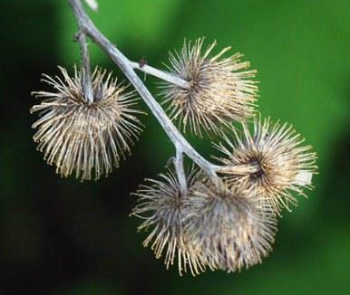 Think about a popular weed Dandelions! Another popular example is the helicopter seeds that are produced by maple trees. mindfulconstruct.com greenwavelength.