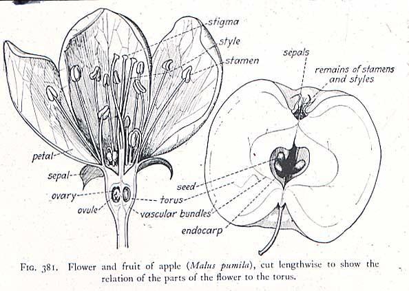 Over time, plants have evolved flowers that look very different from each other! Using a hand lens, identify the following structures in three different flowers. Type of Flower: 1. 2. 3. Petals?