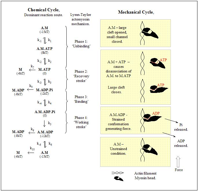 Figure 3.3.1, Summary of chemical and mechanical cycles and their interdependency. Information sourced from: [10(p210,p235),51,72].