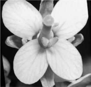 Floral Biology Stigma