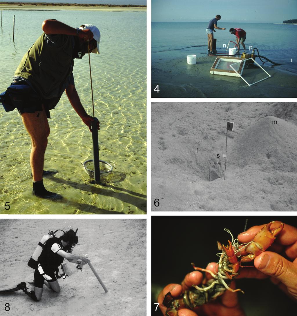 Dworschak: Methods collecting Axiidea and Gebiidea (Decapoda): a review 13 Figs 4 8: 4, hydraulic jet, Bay Saint Louis, MS (i, water intake; p, water pump; n, nozzle); 5, author collecting with yabby