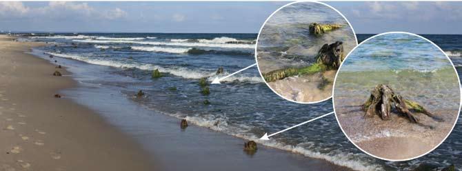 Fig. 2 Relict tree stumps on the beach and nearshore in the vicinity of Zelenogradsk. Photo by A. Sergeev, 2011 Fig. 3 Geological transect across the beach in the vicinity of Zelenogradsk (see Fig.