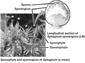 have walled spores produced in