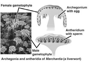 multicellular gametangia Plants have