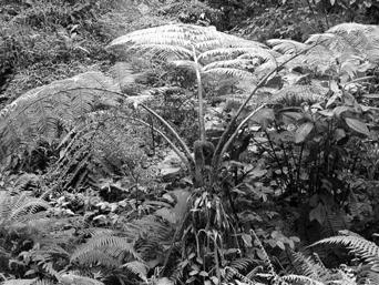 fiddleheads Tree ferns