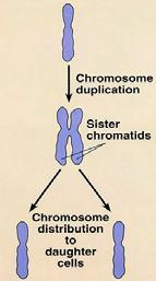 Eukaryotic Cells Have Multiple Chromosomes! Eukaryotic cells have 5 20x more DNA per cell than do bacteria.