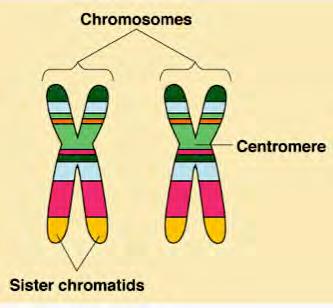chromosomes: 1 set from mom, 1 set from dad.