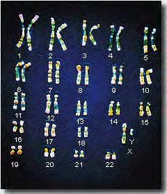 Two homologous Homologous chromosomes (homologs): same set of genes, but maybe different versions of those genes