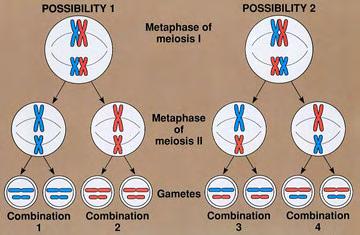 Sexual Reproduction Produces Genetic Variation! Variation arises from! I. Independent chromosome assortment in meiosis! II. Crossing-over between homologous chromosomes in meiosis! III.