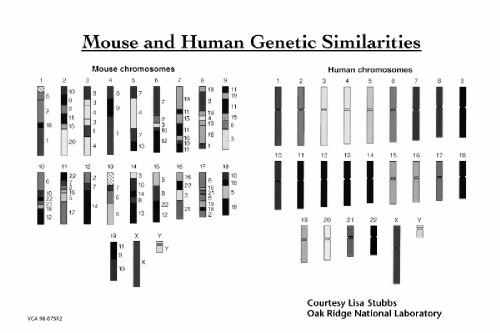 Synteny Evolution never makes things simple for biologists. We can't just line up the mouse and human genomes starting at one end of a chromosome and expect to find matching regions one after another.