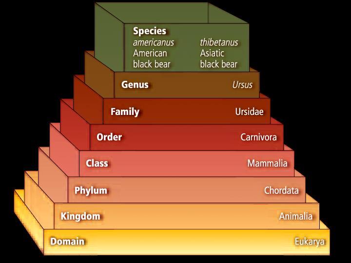 Taxonomic Categories The taxonomic categories used