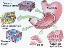 .. heart, blood, lymph nodes, thymus, spleen, mouth, stomach, intestines, teeth, tongue, liver,