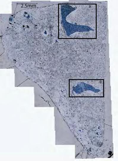 McNair Online Journal Page 6 of 9 Figure 4: Thin section 0175-4-3, reflected light image.