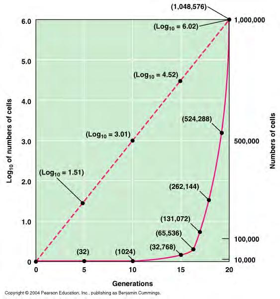 become ~1 million cells (~7 hrs) Exponential growth is graphed on a