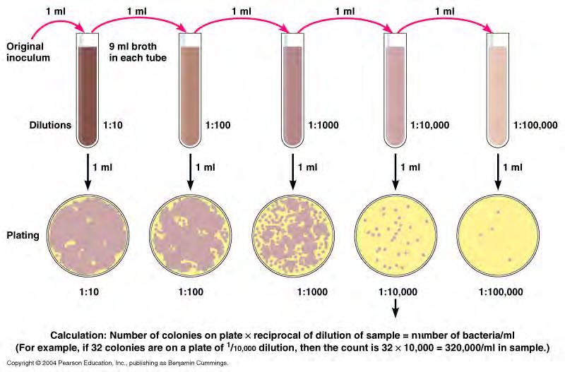 cell growth is equal to cell death -Death phase: cell death exceeds cell growth Quantifying Microbial Growth Direct