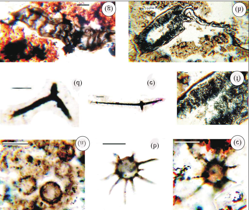 Early Middle Cambrian Palynomorph Microfossils and Related Geochemical Events in South China 181 Figure 1.