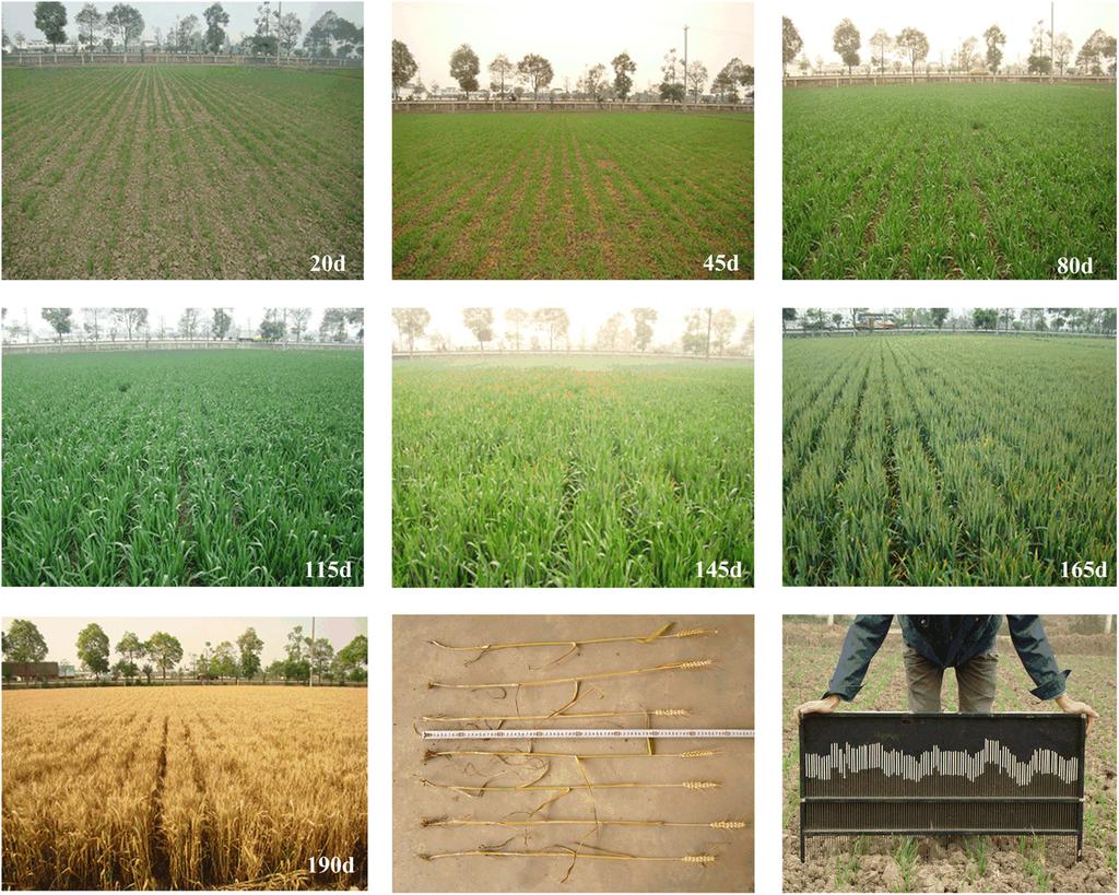 Fig. 2 Photographs of the ground measurements. than 42 wheat samples were collected at each stage; the average values for the samples are shown in Table 2.