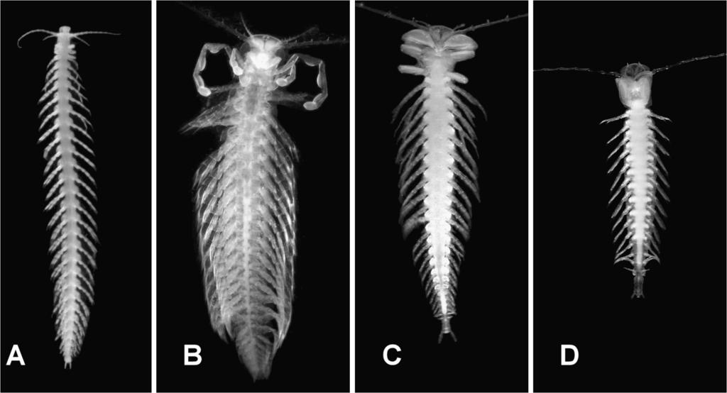 604 JOURNAL OF CRUSTACEAN BIOLOGY, VOL. 33, NO. 5, 2013 Fig. 1. Photographs of four species of Remipedia (not shown at same scale). A, Speleonectes tanumekes Koenemann et al.