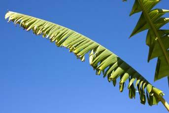The Leaves Monocot