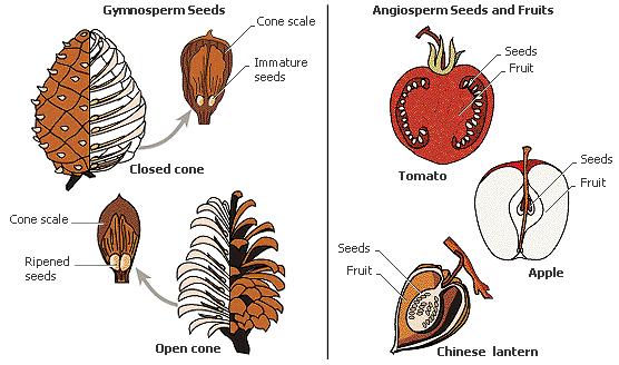 Comparing cones and fruits The seeds of the gymnosperms are attached to the outside of the