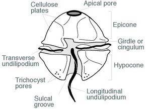 Figure2: General Structure of Dinoflagellates 3 some of the unusual features of dinoflagellates 1-Trichocysts :are rodlike, proteinaceous body and discharged into medium by a rapid hydration process.