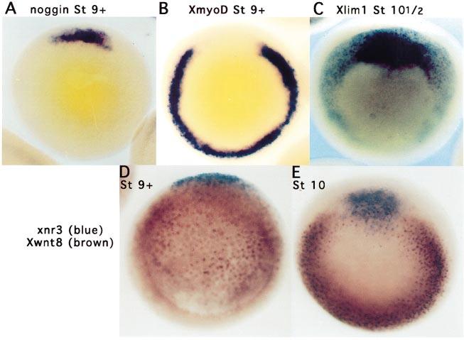 Figure 4 In situ hybridizations of the Xenopus late blastula and early gastrula, illustrating the binary decision of cells of the early marginal zone to become dorsal or ventrolateral mesoderm, and