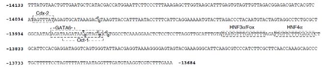 Persistence of lactase expression Coding vs.