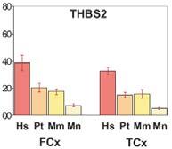 THBSs expression patterns mrna and protein levels of THBS4 and THBS2