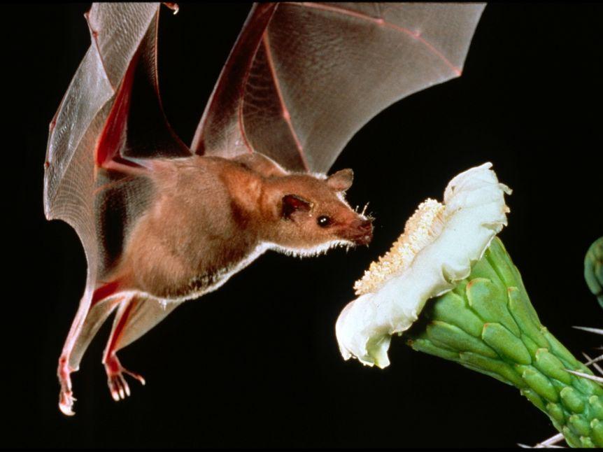 high amounts of nectar, low concentrations    bat-pollinated flowers are