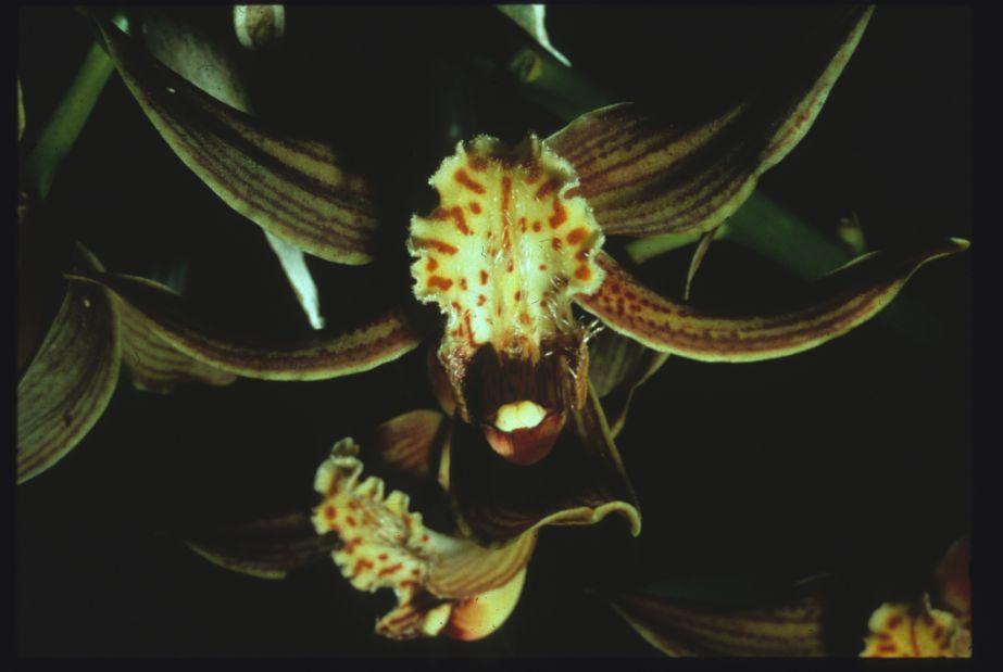 Orchids have very specialized coevolved