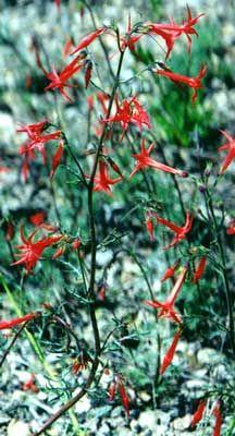 Scarlet gilia : an example of selection between pollinator