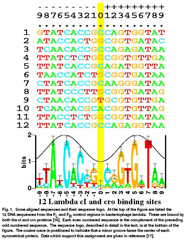 Motifs in DNA Sequences 2/8/07 CAP5510 42