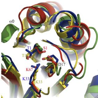 minor size of protein structure space, similar structures are more likely to originate
