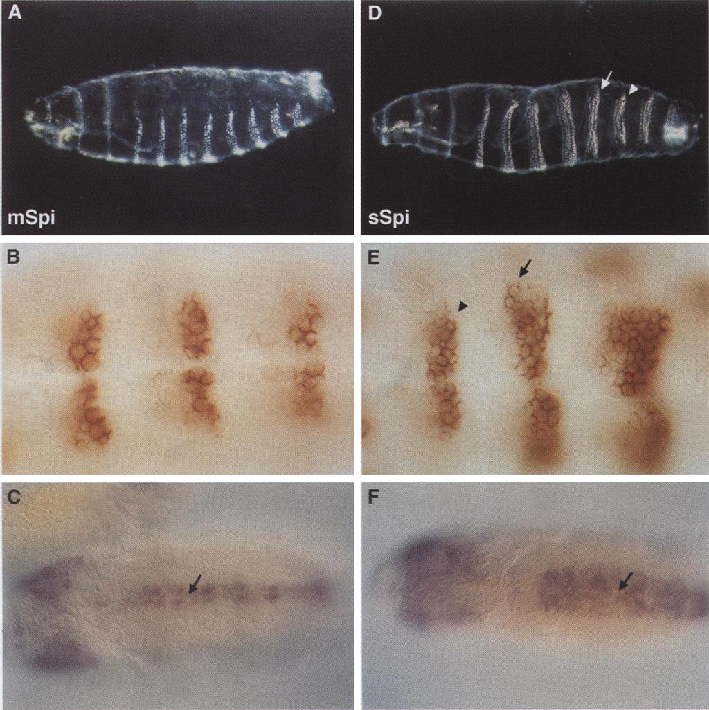 Spitz triggers DER Figure 5. Expression of secreted Spitz in the embryo induces ventralization.