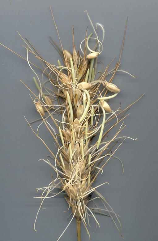 Case Study Preharvest Sprouting Wheat Preharvest sprouting (PHS) is the germination of physiologically mature grains in
