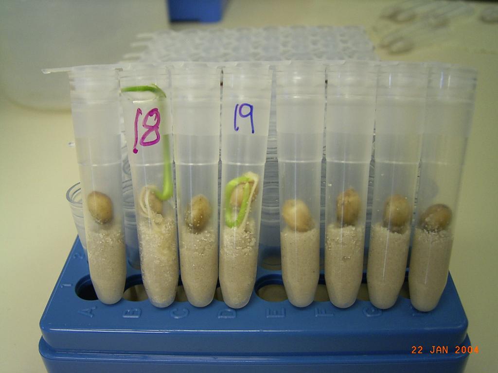 Phenotyping Need to be Good Germination Index (GI) Germinated seeds are counted daily and expressed