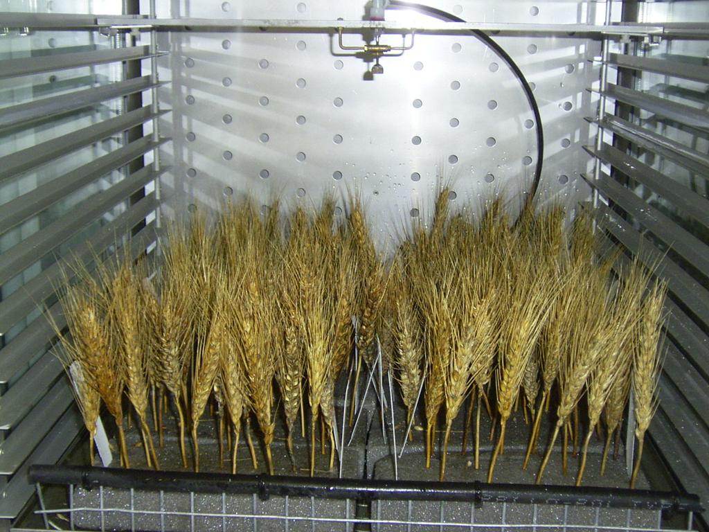Phenotyping Continued Sprouting Index (SI) 1.