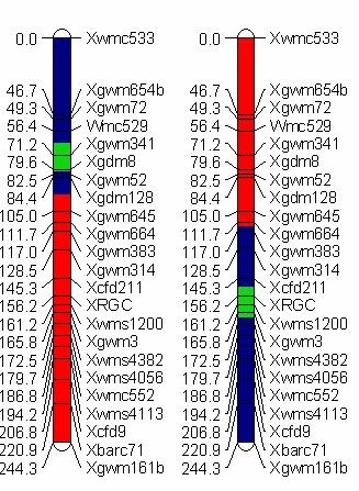 Graphical Genotyping Seed Color Janz