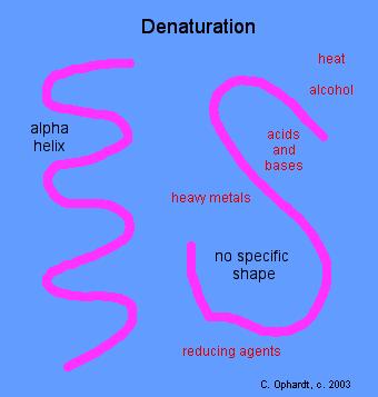 Denaturation The native conformation of proteins can be lost as the result of denaturation: the destruction of the secondary, tertiary and quaternary structures at extreme ph values, at high
