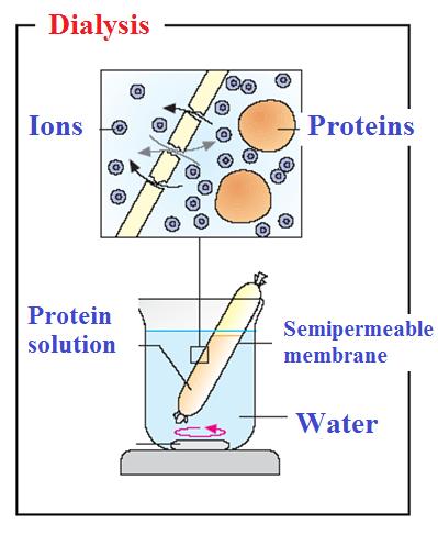 Dialysis- is the process of separating molecules in solution by the difference in their rates of diffusion through a semipermeable membrane - method is used for macromolecular compounds (proteins)