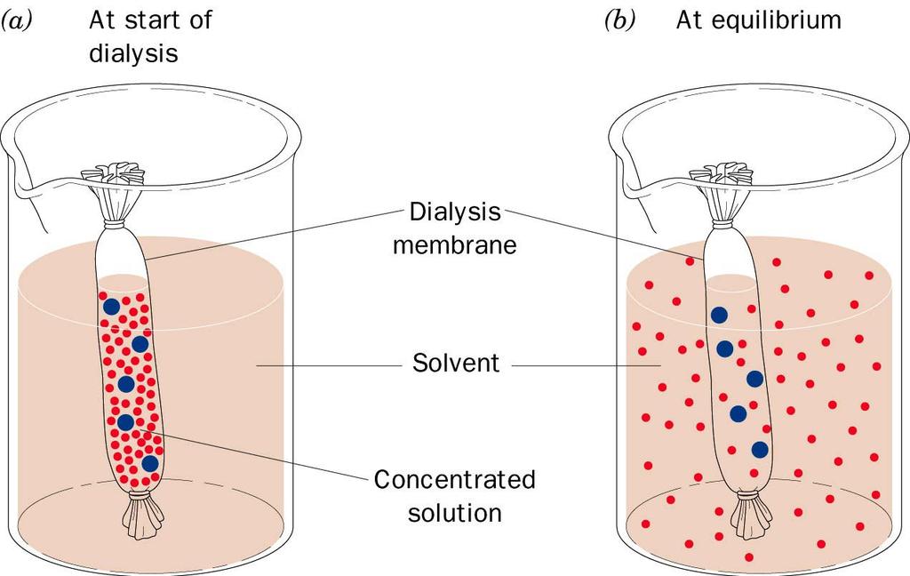 Dialysis Due to their size, protein molecules are unable to pass through the pores of a semipermeable membrane, while