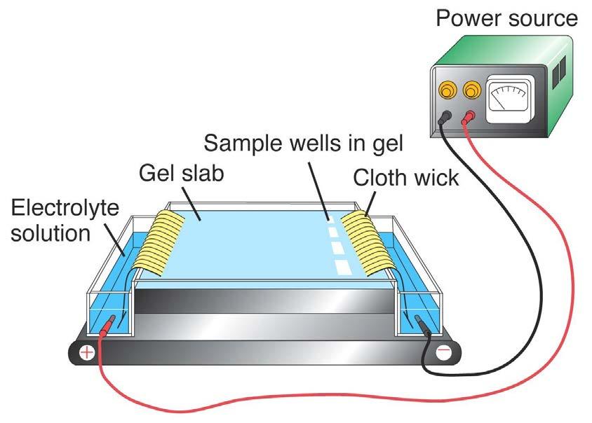 Electrophoresis is based on the ability of particles possessing