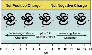 In basic medium the concentration of OH - is high and neutralizes the positive charge of amino groups -NH 3 + - the positive