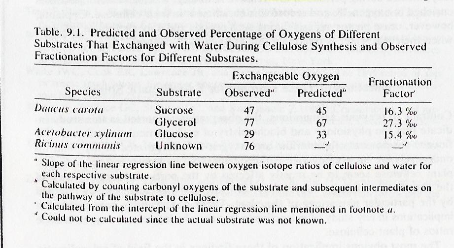 Heterotrophic metabolic effects on oxygen Sugars transported throughout plant to create new tissues. Carbonyl oxygen in sugars can exchange with oxygen in water.