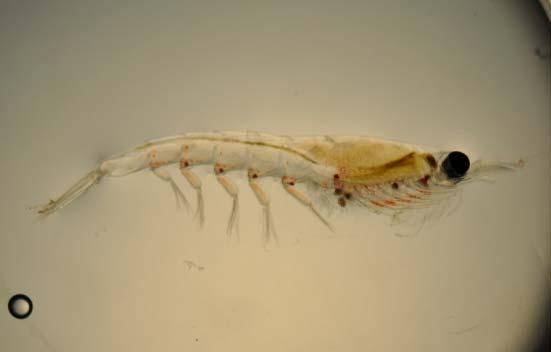 The functional biology and trophic role of krill (Thysanoessa raschii) in a