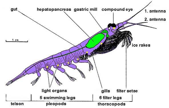 Krill Euphausiids Large schools patchy Pelagic living Diel vertical migration http://upload.wikimedia.