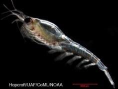 The functional biology of krill (Thysanoessa raschii) with